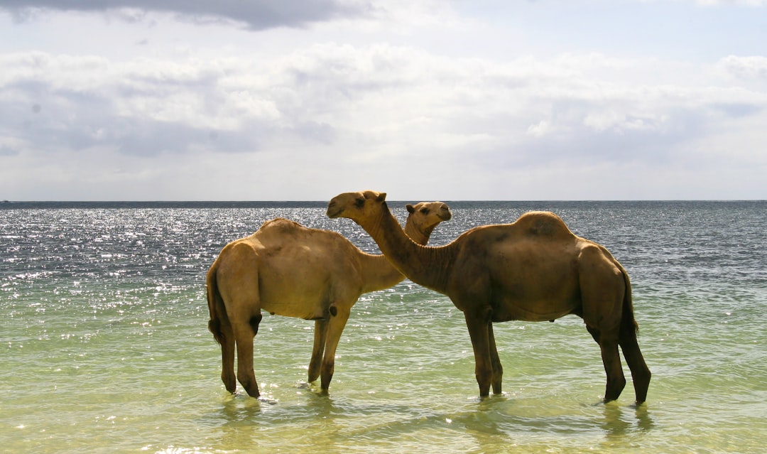 Mombasa nightlife guide